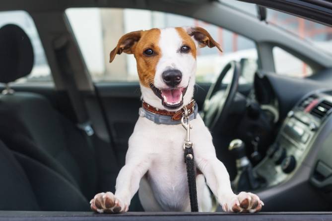 una multa de €500 al viajar con su mascota en el coche